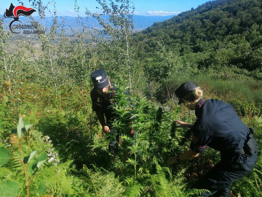 Piantagione di marijuana in provincia di Cosenza 2 canapa2
