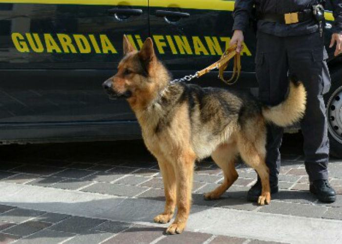 cane antidroga 1