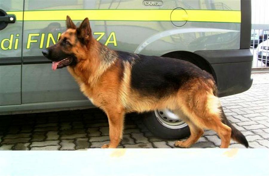 cane antidroga guardia di finanza 2