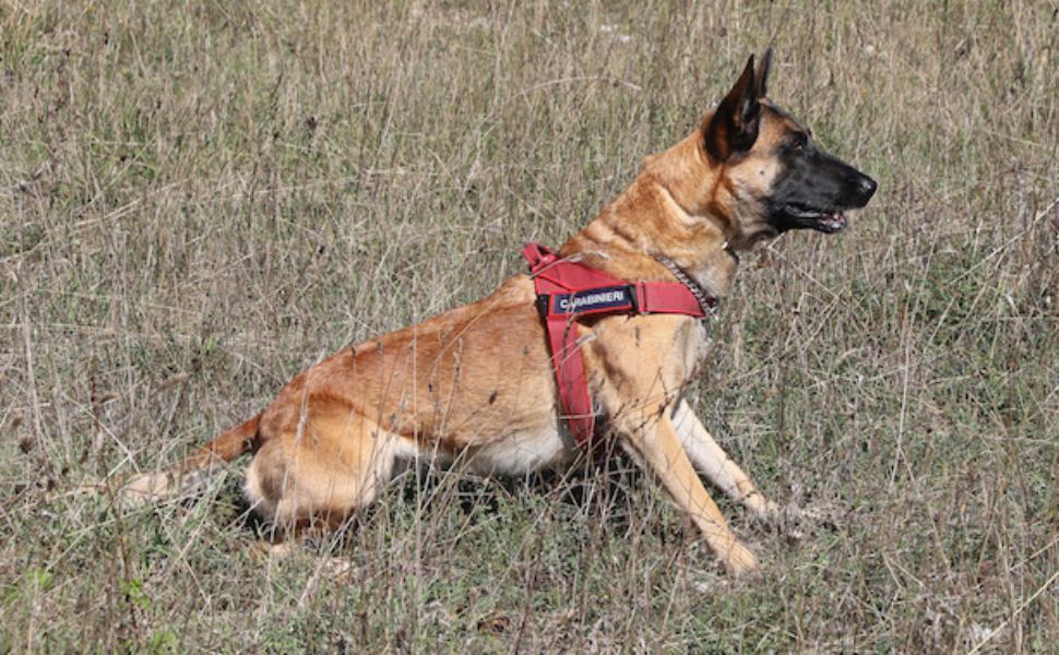 cane antiveleno dei carabinieri