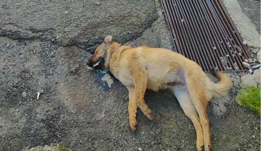 cane avvelenato montalto