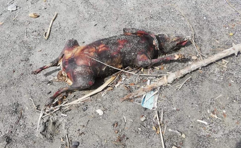 cane brucia santa maria cedro