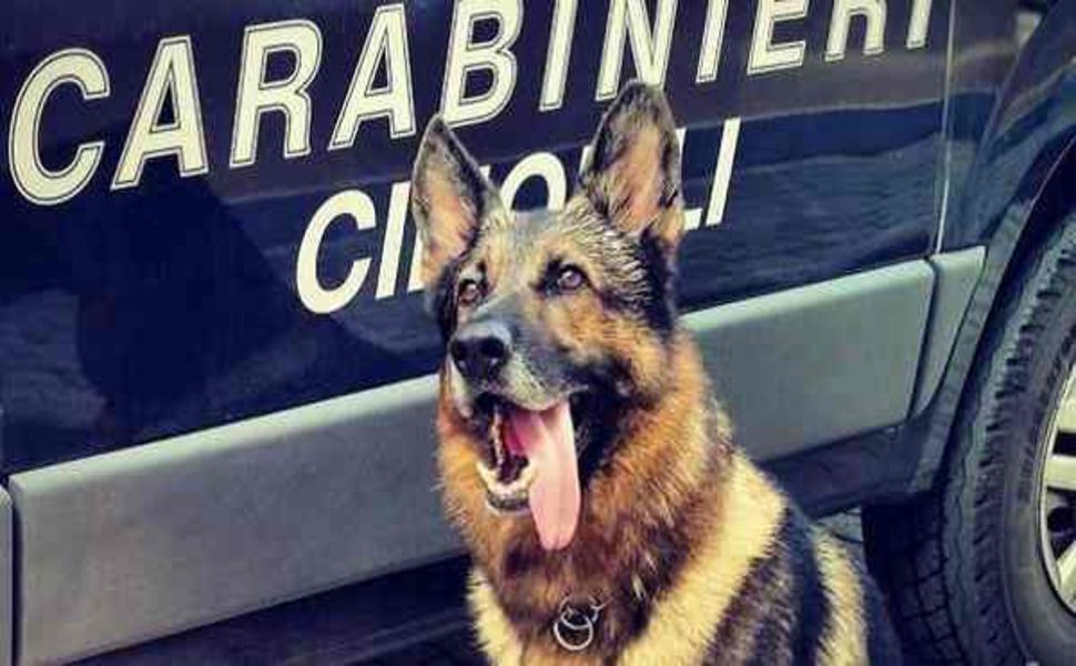 Il cane fiuta armi ed esplosivi nascosti nella legnaia, arrestato 37enne 51 cane carabinieri cinofili 1