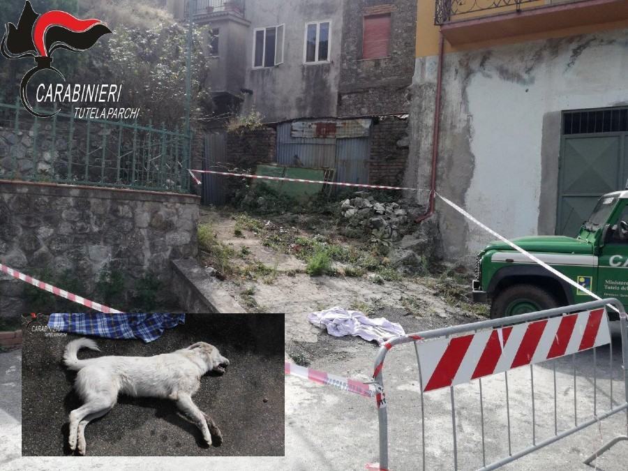cane carcassa albi