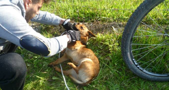 Cane impiccato per 'festeggiare' il Venerdì Santo 51 cane impiccato 1