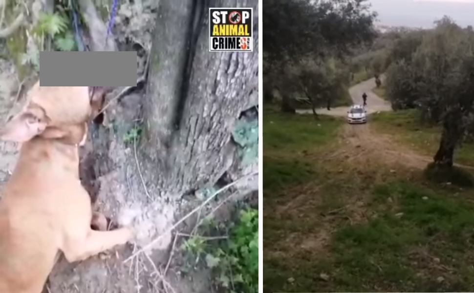 cane impiccato rossano
