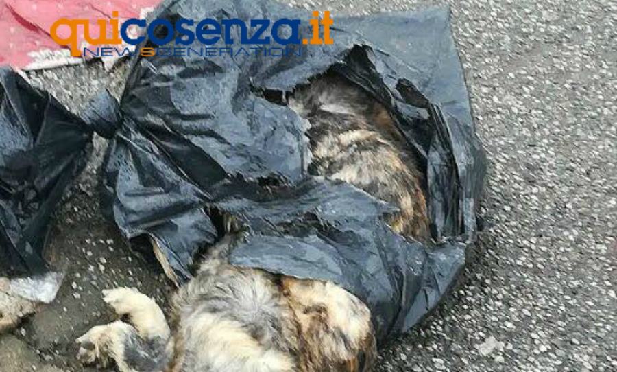 cane in un sacchetto industriale 03