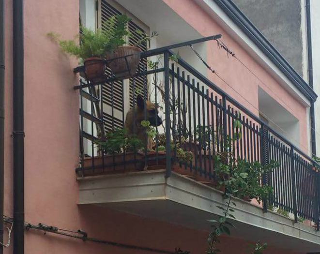 cane paola 01