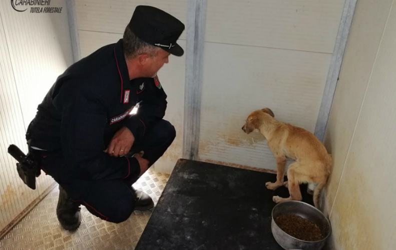 cane recuperato trebisacce