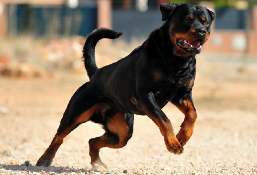 cane rottweiler