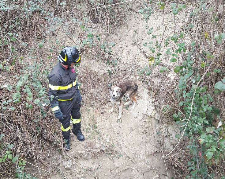 cane salvato cosenza