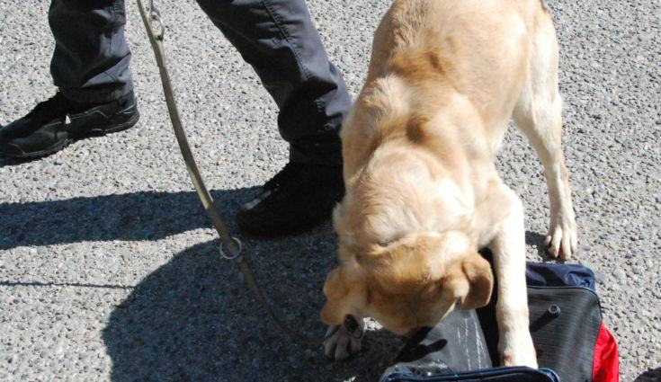 cane-vamos-antidroga-finanza