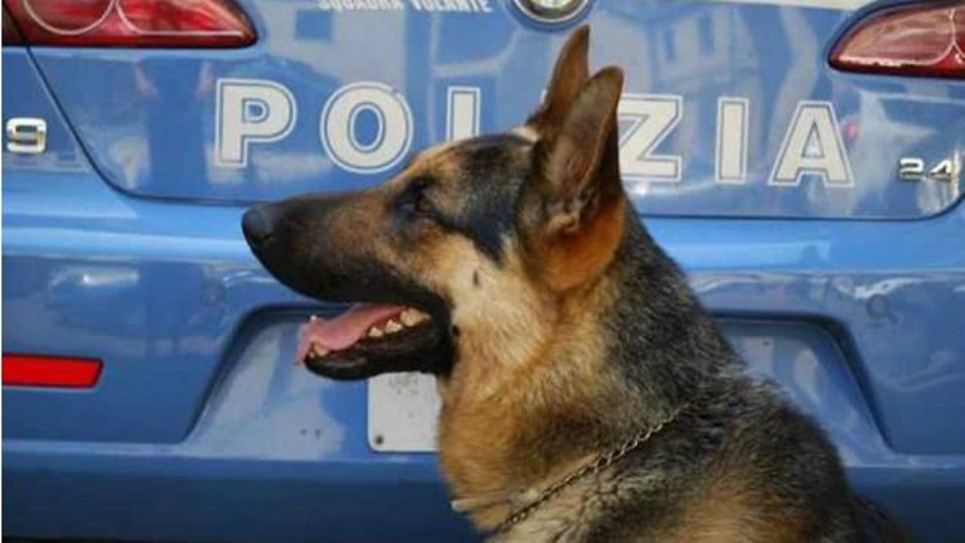 cane antidroga Floyd