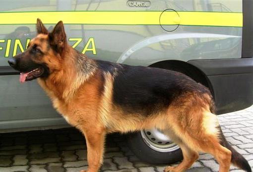 cane antidroga finanza
