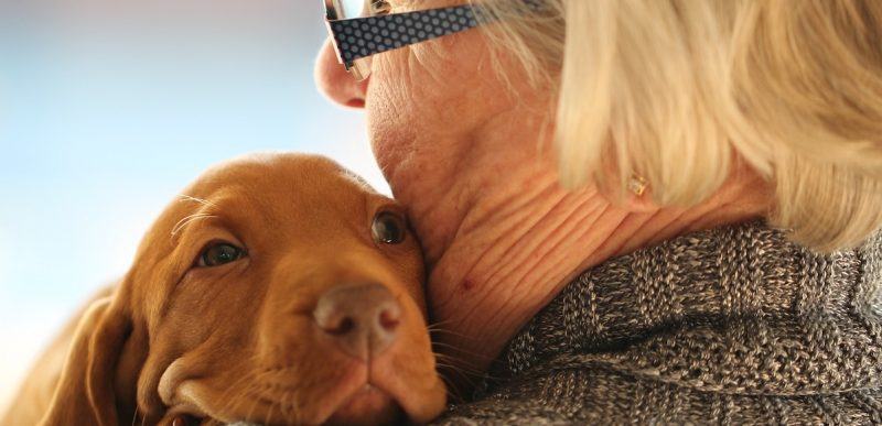 cane anziano 800x387 1