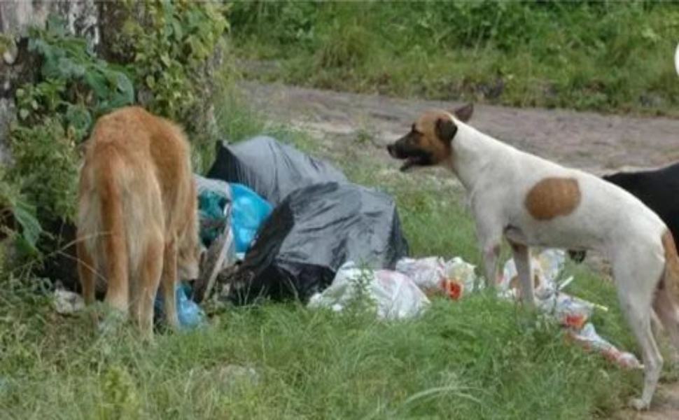 Corigliano Rossano, nasce “2R” comitato dedicato al randagismo e rifiuti 51 cani 5