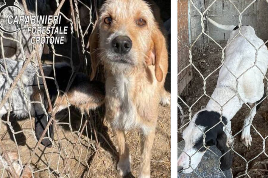 cani allevamento crotone sequestro