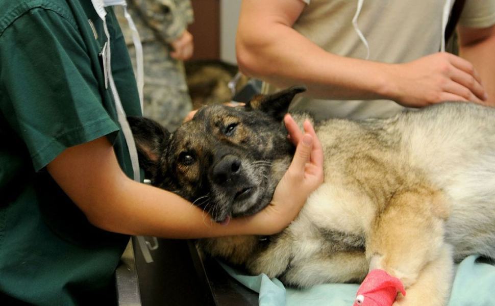 Calabria maglia nera per i cani di proprietà avvelenati nel 2021 51 cani avvelenamento