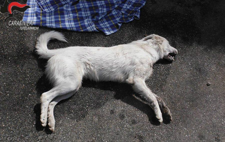 Cani avvelenati, carabinieri forestali indagano per risalire agli autori 53 cani avvelenati carabinieri forestali 02