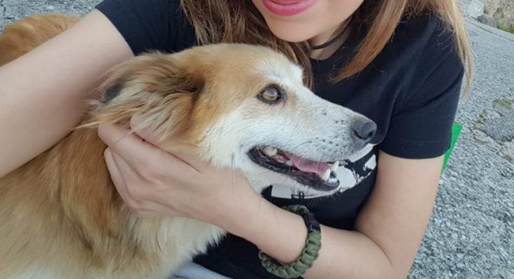 cani avvelenati dipignano 0111 735x400 1