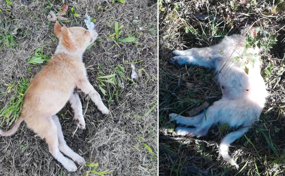 cani avvelenati gimigliano