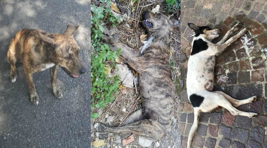 Ancora crudeltà verso gli animali, due cagnolini avvelenati a Mongrassano 51 cani avvelenati mongrassano