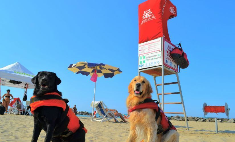 Cani bagnini si preparano alla "Fase 2" pronti a tornare in spiaggia 57 cani bagnini4