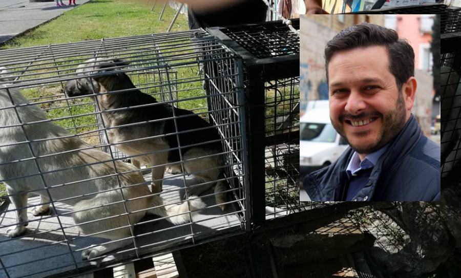 cani catturati massimo bozzo
