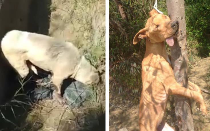 cani corigliano e bruzzano