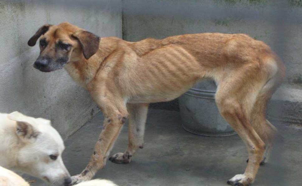 Canili, relazione dell'AIDAA:"cani denutriti e ammassati anche in Calabria" 51 cani denutriti