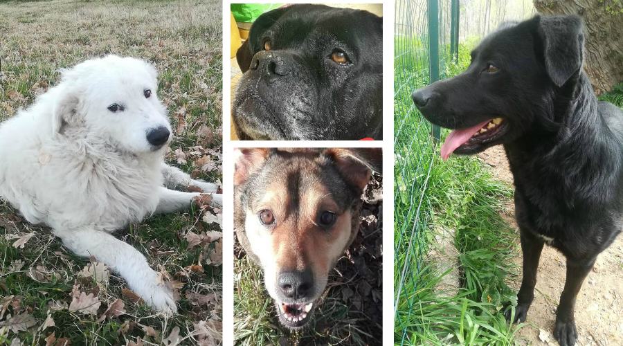 cani deportazione donnici