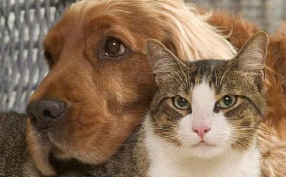 cani e gatti