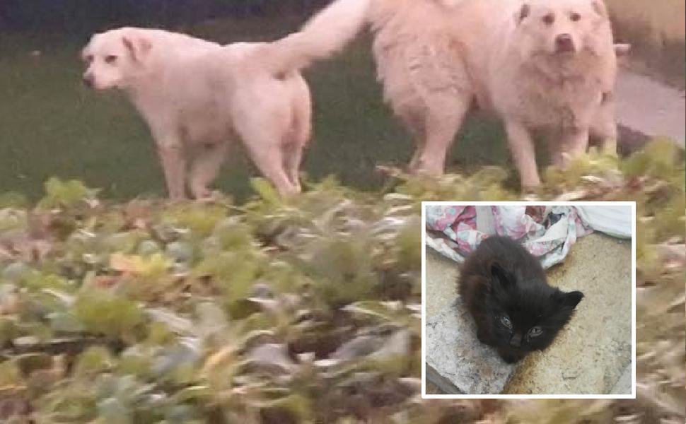 Dopo i cani uccisi, anche tre gattini avvelenati a Frascineto "non avete cuore" 51 cani frascineto 510x350 1
