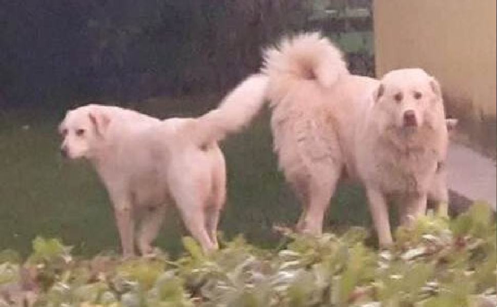 Sparati e uccisi due cani nel cosentino "davanti al mio negozio, vera e propria esecuzione" 51 cani frascineto e1621430775225 1
