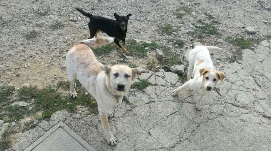 cani luzzi