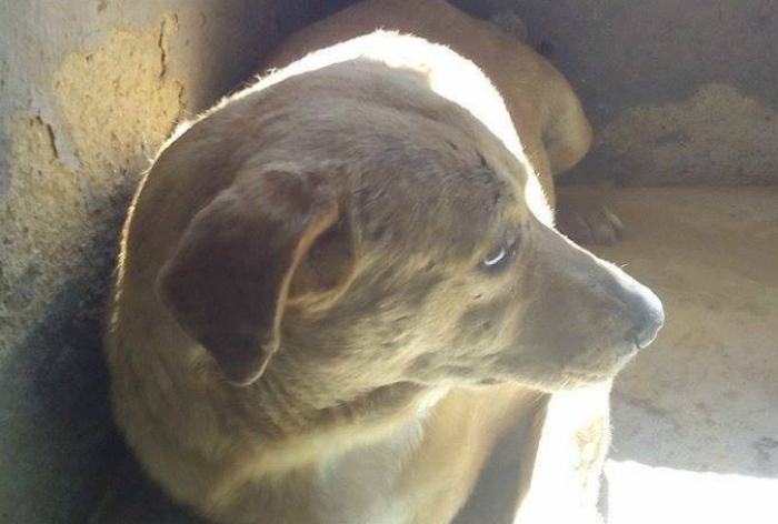 cani mendicino terredonniche