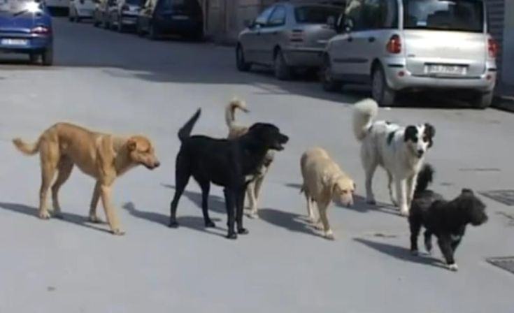 cani-randagi