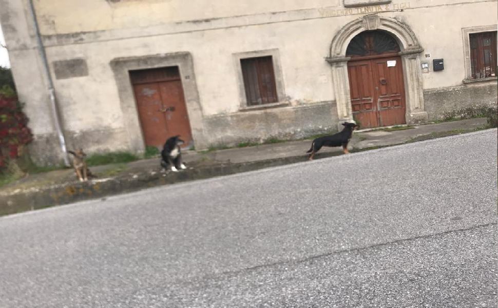 Allarme cani randagi a Marano Principato, l'appello "provvedere con urgenza" 51 cani randagi marano marchesato