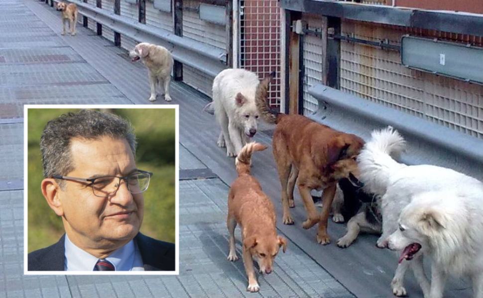 cani randagi unical Mimmo Talarico