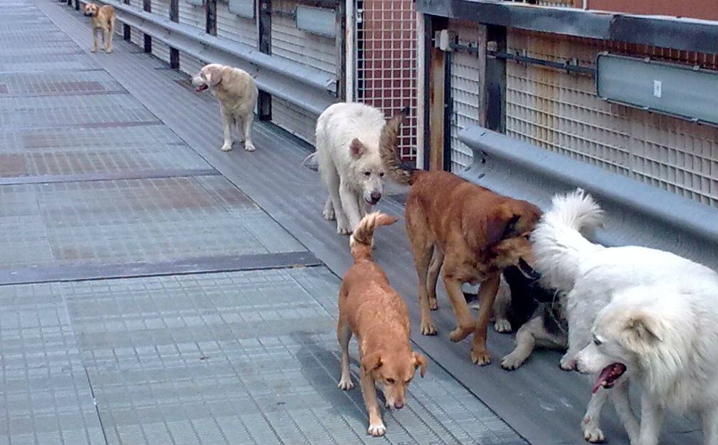 Randagismo, Miceli (M5S): troppi branchi e attacchi per strada 59 cani randagi unical