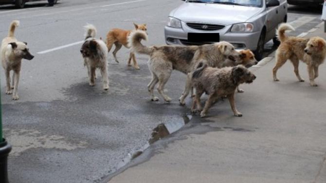 “Troppi cani randagi su viale Mancini, Occhiuto intervenga” 51 cani randagi