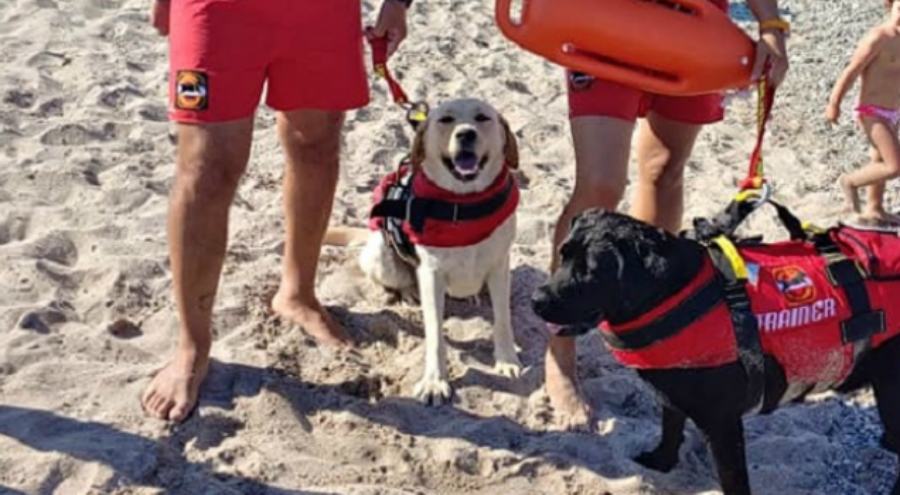 cani salvataggio spiaggia