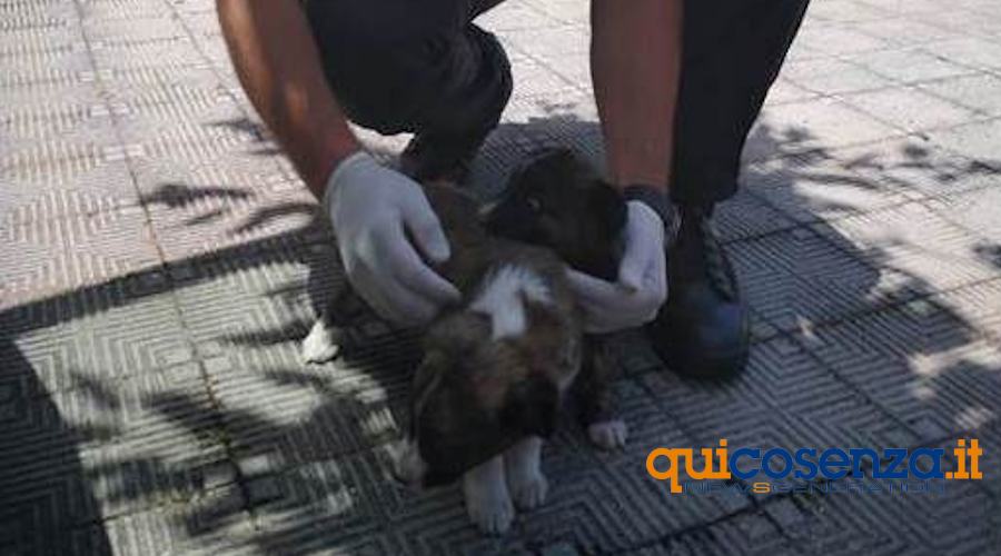 cani salvati forestali home