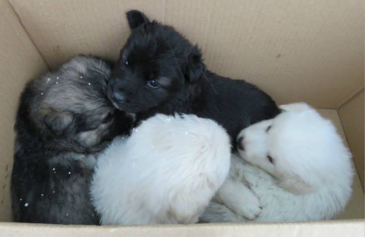 cani san giovanni in fiore 01