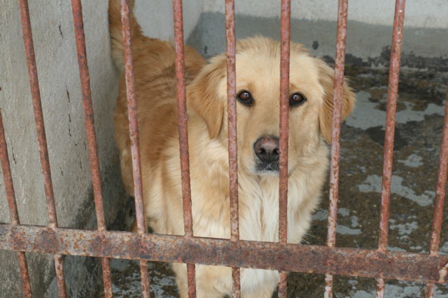 In Calabria aumentano gli abusi su animali "nel 2020 un indagato ogni 44 ore" 51 canile 6