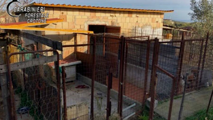 canile abusivo crotone