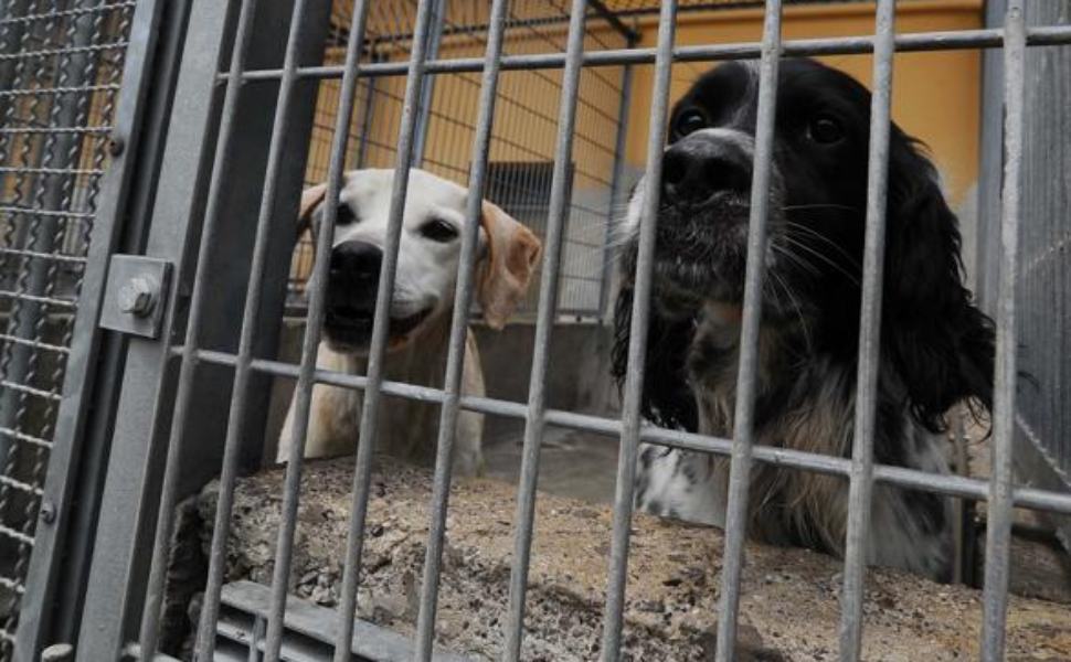 Aidaa: "canili cosentini al collasso, ma si apre uno spiraglio" 51 canile generico