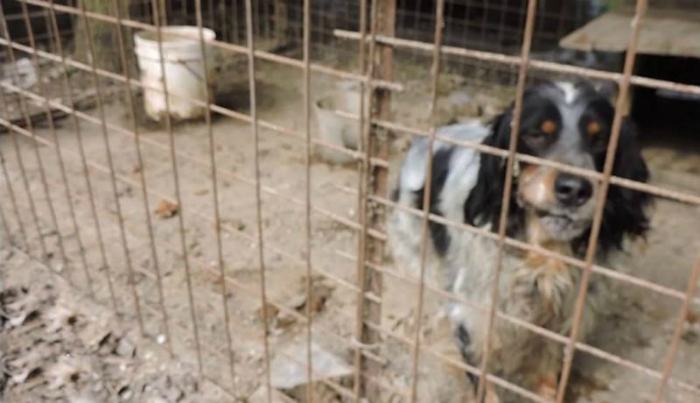 canile maltrattamenti