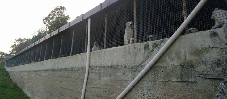 canile mendicino 02 1 3