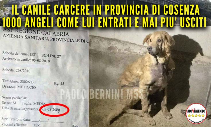 canile mendicino ok copertina